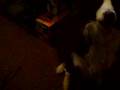 Flash The Wonder Dog