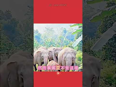 這傢伙真的很有想法😜🍱 #挑戦