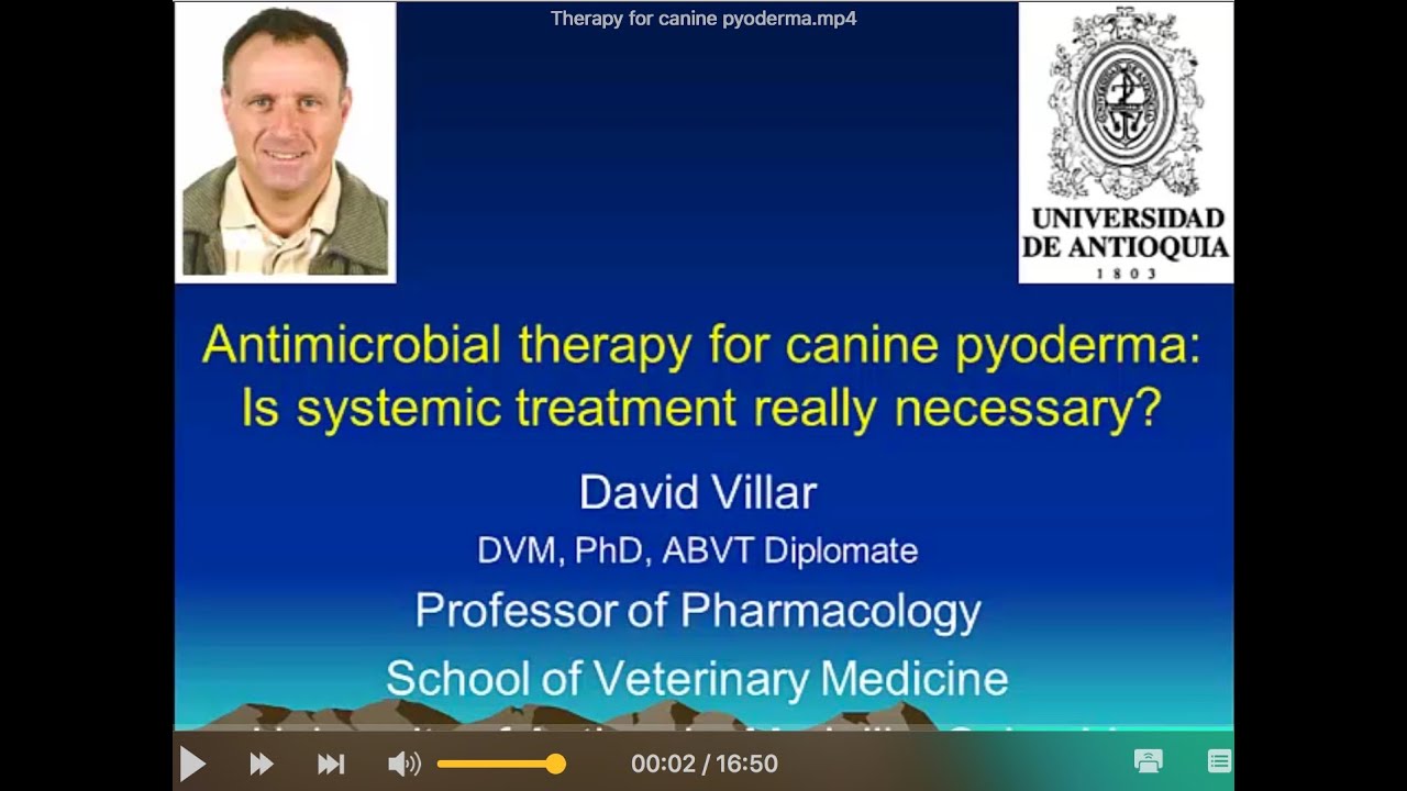 Antimicrobial Therapy for canine pyoderma: Is systemic treatment really necessary? - YouTube