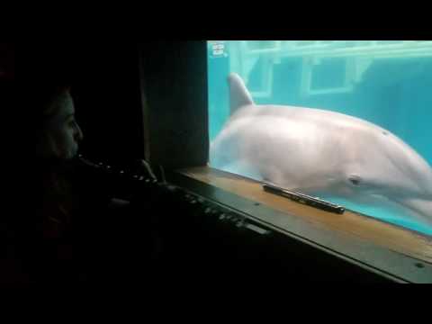 Dolphins respond to flute-playing, proving live music could improve aquatic... - Classic FM