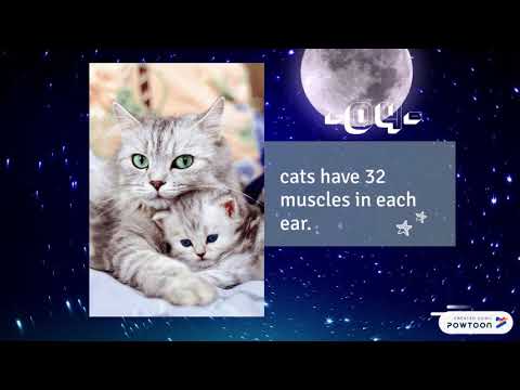 05 Quick Facts about Cats by Aleesya Sofiyyah