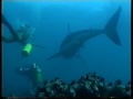 Free Diving with Great White Sharks Filmed for the ...