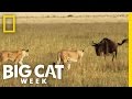 A Team Effort Takedown Big Cat Week