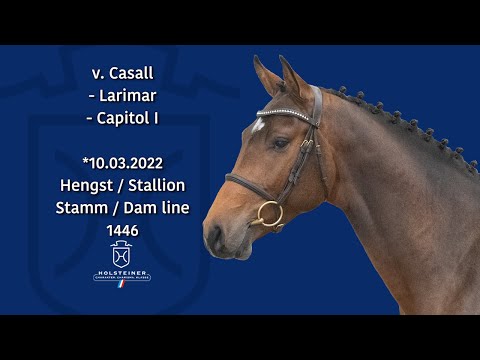 Holsteiner Körlot 2024 | Nr. 09 Casall - Larimar - Capitol I