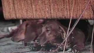 The Ugly Dachshund trailer, Great Dane 1966 Disney