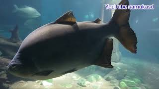 (PACU E PINTADO) INCRVEL dois peixes muito bonitos