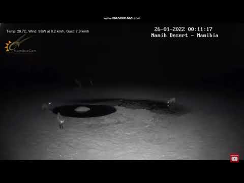 Namibia: Namib Desert - 26 January 2022 (Otocyon megalotis)