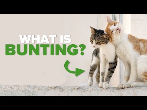 Cat Bunting Explained By Vet | Ultimate Pet Nutrition