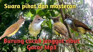 Download lagu Suara pikat dan masteran burung cucak jenggot ribut Ampuh anti zonx gacor Mp3 mp3 Download lagu Suara pikat dan masteran burung cucak jenggot ribut Ampuh anti zonx gacor Mp3 mp3