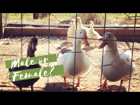 , title : 'How to Determine Gender In Ducklings & Adult Ducks 🦆'