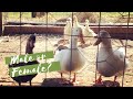How To Determine Gender In Ducklings Adult Ducks