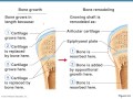 Bone Formation Healing Remodeling