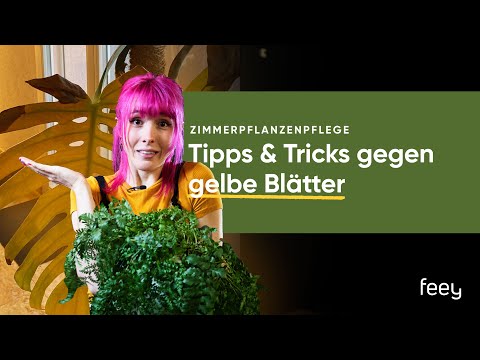 Das kannst du gegen gelbe Blätter an deiner Pflanze tun | feey 🌱
