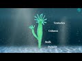 Asexual Reproduction In Animals