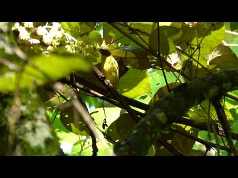 Thick billed Euphonia. Euphonia laniirostris - Eufonia Gorgiamarilla