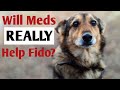 Dog Anxiety Medication: Considering Whether to Put Fido on Behavior Meds