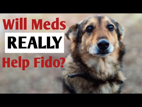 Dog Anxiety Medication: Considering Whether to Put Fido on Behavior Meds