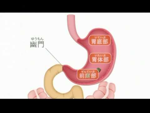 資料篇～人体のふしぎ～(5)消化管