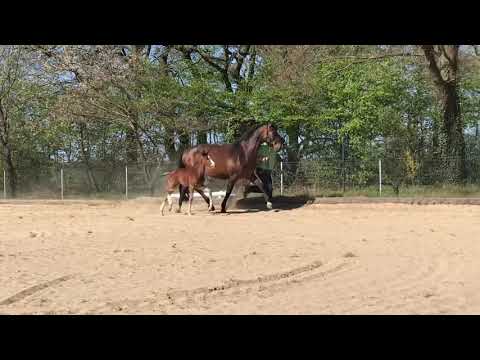 Hengstfohlen/Hengstanwärter von Zoom - Scolari - Sherlock Holmes