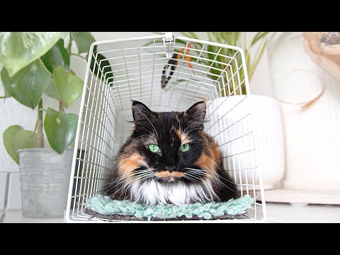 Crate training a cat - ARE YOU GAMBLING WITH YOUR CAT'S HEALTH?