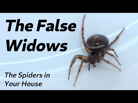 The Spiders in Your House - The False Widows