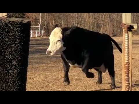 Cow Goes CRAZY for Giant Brush 🐄