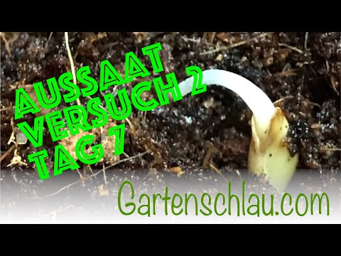 Aussaat Versuch Zwei - 10 Jahre alte Lavendel, Physalis, Pimpinelle und Erdbeerspinat Samen #Tag 7