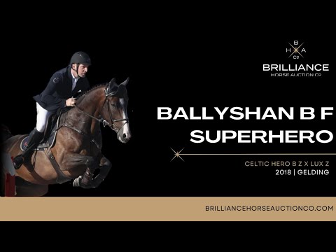 Ballyshan B f Super Hero - 5yrs Breeders Classic Champion