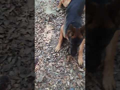 viresh dog trainer Delhi NCR &Gurgaon CONT 099101 83720