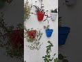 Garden Gardeningplants Gardenflowers Gardeningtips Gardendesign Gardeningideas Plants