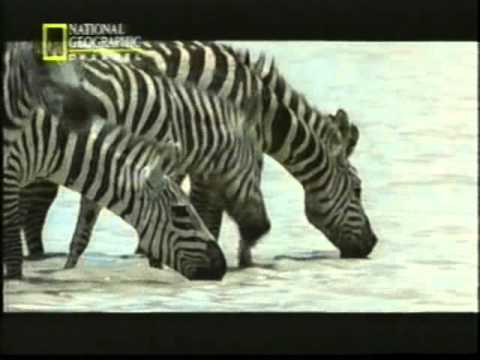 La travesía de la vida 1  -la esponja/poríferos- (documental audio latino)