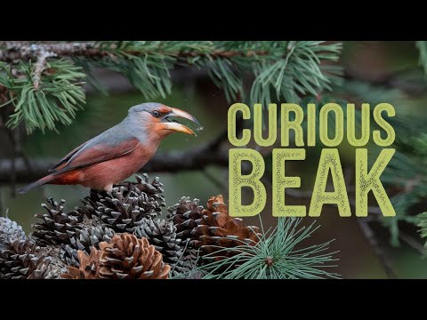 The Curious Beak Adaptations of the Crossbill