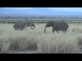 Elephants in a tussle