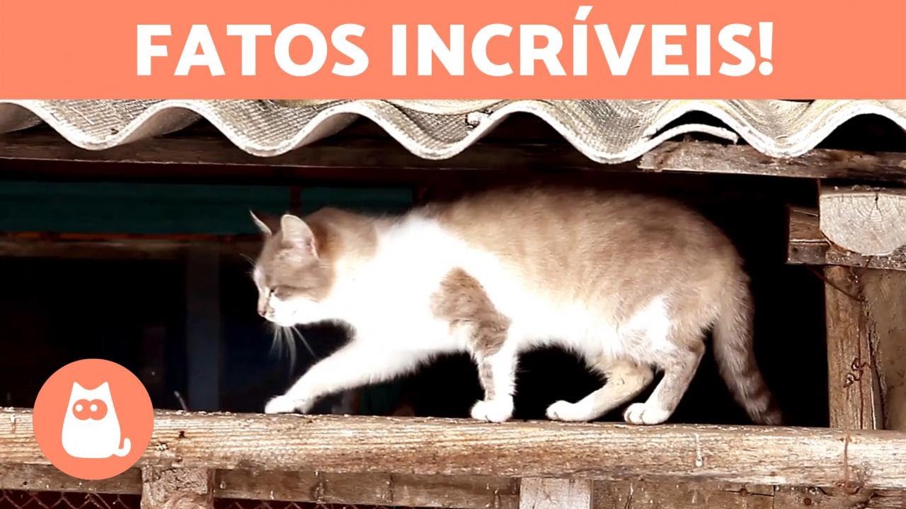 7 HABILIDADES ÚNICAS dos GATOS 🐱 Quantas o seu tem?