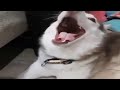 Try Not To Laugh Challenge But It S Actually Funny