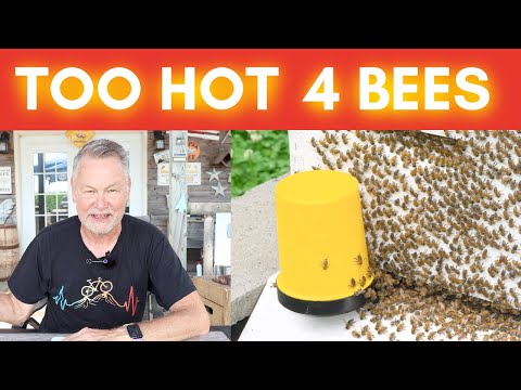 Beekeeping | How To Keep Your Bees Cool In Hot Weather