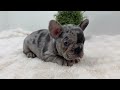 French Bulldog dogs for sale: Gina - Video 1