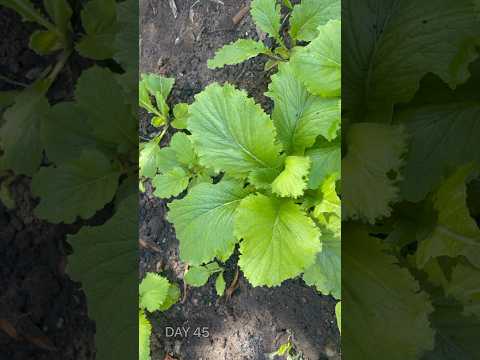 Growing Chinese Cabbage from seeds #planttimelapse