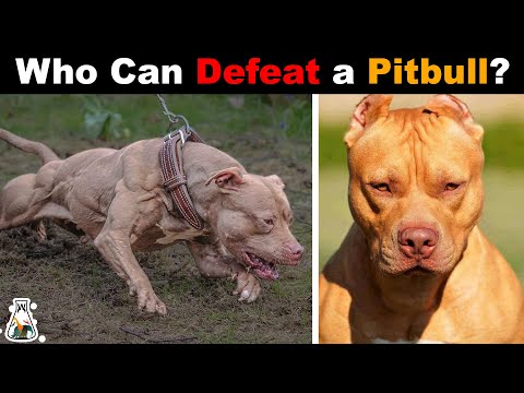6 Dogs That Could Defeat a Pitbull