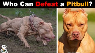 6 Dogs That Could Defeat a Pitbull