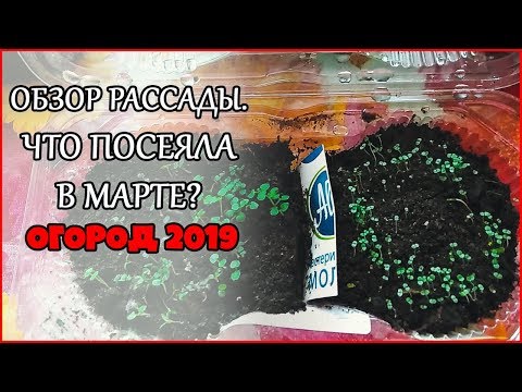 Обзор рассады. Что посеяла в марте? Огород 2019. Жизнь в деревне.