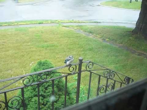 Baby Blue Jay In The Rain, Waiting For His Mom
