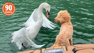 The FUNNIEST Pets of 2026...So Far! 💥🤣