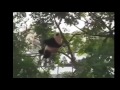 Everything Is Awesome When You Re A Panda