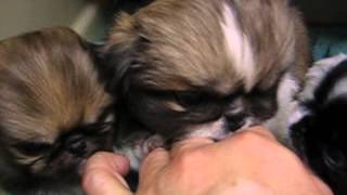 preview picture of video 'LKLs October Gold Pekingese,AKC Cookies Pups 5wk March 24,2015'