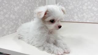 ハーフ犬の動画01