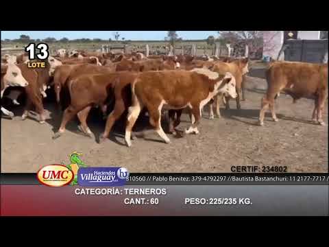 Lote 60 Novillitos en Villaguay, Entre Ríos
