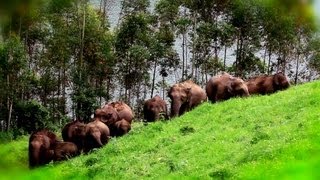 Elephant Herd at Mattupetty, Idukki 