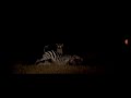 Prey 2007 Lion Hunting Zebra Scene