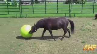 Funny And Cute Horses Playing With Ball